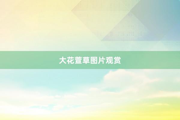 大花萱草图片观赏